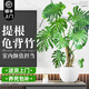 臨雅的花園提根龜背竹綠植盆栽室內客廳桌面大型凈化空氣懶人好養(yǎng)活高級植物 提根龜背竹70-90cm+圓球盆
