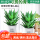 萌肉居2盆蘆薈不夜城多肉植物盆栽花卉綠植蘆薈+早安盆2套源頭直發(fā)