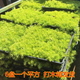 上客來(lái)姬巖垂草金莎曼過(guò)路黃佛甲草麥冬草方盤(pán)植物地被開(kāi)花草坪花鏡植物 黃金佛甲草 1盤(pán)