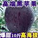 正宗甘肅黑卡蘋(píng)果黑鉆現摘當季高山水果昭通黑卡蘋(píng)果花牛紅富士HK 甄選品質(zhì)3斤【產(chǎn)地直發(fā)】