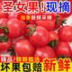 【暑假冰點】圣女果正宗現(xiàn)摘農(nóng)家小番茄新鮮水果當季蔬菜西紅柿 帶箱一斤【試吃品鮮】