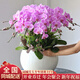 植伴蝴蝶蘭盆栽喬遷開(kāi)業(yè)商務(wù)慶典鮮花速遞同城室內植物花卉上海配送花 喜氣臨門(mén)--12株蝴蝶蘭盆栽（花盆類(lèi)似）