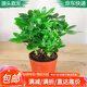 急兔八方來財(cái)鴨掌木苗七葉蓮鵝掌柴苗盆栽綠植鴨掌木原盆土源頭直發(fā)