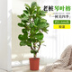 臨雅老樁琴葉榕綠植客廳大盆栽室內(nèi)大型好養(yǎng)辦公室大葉盆栽真花落地 琴葉榕老樁粗桿1.6m高【原盆】