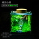 辦公室室內綠植桌面生態(tài)瓶創(chuàng  )意苔蘚微景觀(guān)生態(tài)缸造景水族箱養蟹 精靈小屋(送led燈)加大版12cm