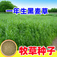 蓿蕾進口牧草種子四季多年生黑麥草魚草四季可種喂養(yǎng)雞鴨鵝豬牛羊種籽 一年生黑麥草種子1斤