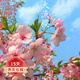 歐悟 櫻花苗櫻花樹(shù)苗 嫁接早櫻晚櫻盆栽地栽 庭院陽(yáng)臺綠化苗木花卉 大漁櫻3公分粗當年開(kāi)花