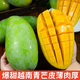 正宗越南大青芒現摘當季新鮮水果整箱9斤青皮芒果一級大果整箱 9斤