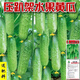 水果黃瓜種子高產(chǎn)壓趴架四季盆栽春秋黃瓜種旱籽大棚陽(yáng)臺蔬菜種子 水果黃瓜種子【脆甜 高發(fā)芽】 高品質(zhì)【1包約42?！扛弋a(chǎn)