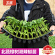 北蔬樟樹港辣椒苗種帶土秧苗活苗正宗辣椒樹苗湖南四季蔬菜苗農(nóng)科院 北蔬樟樹港辣椒苗 60棵批發(fā)