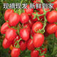 農(nóng)家高山露天小番茄新鮮水果當(dāng)季自然熟蔬菜小西紅柿非千禧圣女果 高山小西紅柿【凈重4斤】發(fā)京東