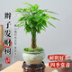 京厽辮子發(fā)財樹(shù)盆栽2024新款室內綠植吸甲醛好養客廳四季旺宅樹(shù) 辮子發(fā)財樹(shù)簡(jiǎn)裝/不含盆 送肥料 含盆