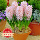 歐悟 進(jìn)口帶芽風(fēng)信子種球 室內(nèi)盆栽花卉綠植耐寒易活植物水培花卉球根 中國粉 單顆種球 單顆種球不含盆