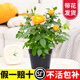 臨雅 月季花樹苗果汁陽臺大花盆栽室內(nèi)紅果汁陽臺多頭玫瑰花苗棒棒糖 【果汁陽臺】中苗-130#盆