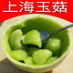 【上海南匯直發(fā)】玉菇甜瓜青皮綠肉香瓜綠寶冰激凌小甜瓜玉茹蜜瓜 上海南匯直發(fā) 10斤 精品大果（3-4只）超甜甄選