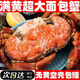 鮮活熟凍面包蟹 黃道蟹黃金蟹母蟹膏蟹 大螃蟹進(jìn)口海鮮水產(chǎn) 熟凍面包蟹（1000-800g）*1只