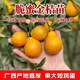 廣西脆蜜金柑樹(shù)苗橘子苗桔子果苗盆栽地四季滑皮脆皮金桔樹(shù)苗帶果 脆蜜金桔超大果無(wú)酸 兩年苗
