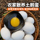 密農(nóng)人家新鮮土鵝蛋 農(nóng)家散養(yǎng)鵝蛋 糧食喂養(yǎng)鮮鵝蛋 現(xiàn)撿月子蛋 孕婦 6枚