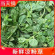 廣西涼粉草現(xiàn)摘現(xiàn)發(fā)燒仙涼新鮮涼粉草綠涼粉草 仙人草 包郵1-5斤 1斤