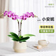 臨雅教師節禮物幼兒園物蝴蝶蘭禮盒新款實(shí)用禮品袋鮮花花束包裝高顏值 小安妮（兩梗）+小圓杯