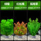 瘋狂水草魚缸水草真水草凈化水植物種植環(huán)綠菊花紅松尾狐尾草源頭直發(fā)包郵