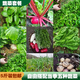 新鮮蔬菜6斤/10斤配送套餐蔬菜可自選時(shí)令蔬菜組合【多地次日達】 精選新鮮蔬菜6斤自選