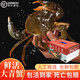【包活包肥到家】特大鮮活青蟹 母蟹大膏蟹肉蟹生鮮蟹類 大螃蟹 紅膏母蟹 1斤（2-3只）包活到家
