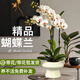 花點時間（Reflower）蝴蝶蘭盆栽帶花帶花苞綠植鮮花花卉客廳辦公室裝飾擺件 【2花箭】白色系（含火鍋盆）