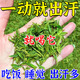 出汗多補(bǔ)氣止汗藥一動就出汗自汗多汗頭部盜汗出汗像洗澡氣虛神器 1盒【體驗裝】