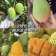 芒果苗樹嫁接廣西桂七芒果苗四季蜜芒金煌芒盆栽地栽南方果樹帶土 臺(tái)農(nóng)芒果 五年苗