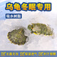 瘋狂水草吸水樹(shù)脂烏龜冬眠用品高分子保濕保水劑材料巴西龜過(guò)冬神器裝備 【天然/保溫/保水】高分樹(shù)脂50g