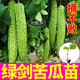 大菜鄉壽光綠劍苦瓜苗秧帶土球蘋(píng)果疙瘩苦瓜種子籽四季小院大棚種植春秋 綠劍苦瓜苗6顆+1包肥