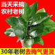 新鮮柚子葉洗澡碌柚葉帶枝老樹(shù)喬遷祈福沐浴去晦氣出獄中高考開(kāi)運 6把(18-24枝)柚子葉- 限時(shí)活動(dòng)