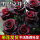 黑巴克玫瑰花苗月季花苗四季開花帶花苞盆栽老樁樹苗花種花卉大 云南發(fā)黑巴克中苗130#原土盆月月開云南包對版