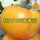 黃色大西紅柿種子沙瓤大黃柿子種子老品種西紅柿陽 大黃番茄種子 大黃番茄種子 優(yōu)種上新:2包約200粒