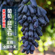 德沃多巨峰葡萄陽光玫瑰藍(lán)寶石粗0.6-1cm葡萄苗南北方爬藤盆栽源頭直發(fā)