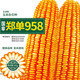 大禹鄭單958玉米種子國(guó)審產(chǎn)高矮大棒雜交抗旱抗倒官方正品矮桿包谷 企選鄭單958種子1400粒8袋2畝地