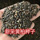 戀品惠黃柏種子黃檗元柏檗木黃菠蘿四川黃柏皮籽苗木樹(shù)種子厚皮黃柏種子 黃柏種子1斤