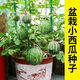超甜麒麟蜜罐小西瓜種子無(wú)籽小西瓜四季種植陽(yáng)臺(tái)庭院盆栽水果種子 紅盆栽麒麟西瓜(52粒左右】送肥