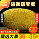 禧友鮮 海南菠蘿蜜整個(gè)新鮮水果 黃肉干苞 熱帶樹菠蘿 波羅蜜順豐可選 30-35斤 老樹果 多人分享裝