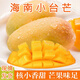 海南臺農(nóng)小臺芒 香甜多汁熱帶新鮮水果樹上熟芒果 現(xiàn)摘9斤 3斤【分享裝】 【單果70-90g/個】