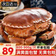 滿(mǎn)黃面包蟹超大熟凍黃金蟹珍寶蟹禮品黃油蟹蟹類(lèi)海鮮禮盒 【大號】面包蟹600-800g/只