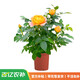 臨雅果汁陽(yáng)臺月季盆栽花苗特大花四季開(kāi)花卉玫瑰帶花苞陽(yáng)臺植物紅果汁 【帶花帶花苞】果汁陽(yáng)臺130#盆