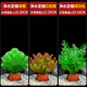 瘋狂水草免種植魚(yú)缸造景水草植物直接入缸綠菊紅松尾綠羽毛 源頭直發(fā)包郵