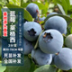 德沃多肥料藍莓樹(shù)果苗盆栽萊格西3分支耐寒南北方四季好養地栽庭院源頭直發(fā)