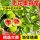 花行榜無(wú)花果樹(shù)苗大果矮化盆栽種植 波姬紅粗1.5公分/高60cm-1m源頭直發(fā)