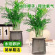 佰花錦【水培新寵】水培袖珍椰子綠植辦公室盆栽四季常青凈化空氣植物 【到手兩盆】袖珍椰子+懶人吸水盆 整體高度約15-25cm