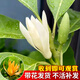 創(chuàng)京鑫選德國(guó)品質(zhì)白蘭花盆栽玉蘭樹(shù)苗花卉黃角蘭植物陽(yáng)臺(tái)室內(nèi)綠植易活帶花 精品白蘭花3年苗50cm左右新手- 不含盆
