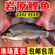 巖原鯉魚苗活體淡水養(yǎng)殖可食用小型觀賞魚耐活冷水墨鯉水子巖鯉鲃巖鯉魚苗批發(fā)附近本地黑鯉魚苗 巖原鯉4-6厘米10條【稀有名貴品種、包活到家】