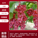 譽(yù)滿(mǎn)園巨峰葡萄苖陽(yáng)光玫瑰藍寶石葡萄樹(shù)苗無(wú)籽南方北方種植盆栽庭院爬藤 紅提葡萄苗7年苗當年結果